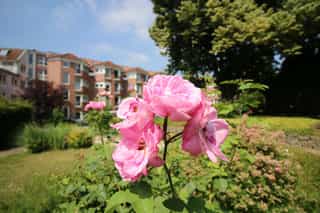 Pflegefachassistenz (w/m/d) - Hier bist Du richtig! Grevenbroich - Seniorenhaus Lindenhof - Praxia